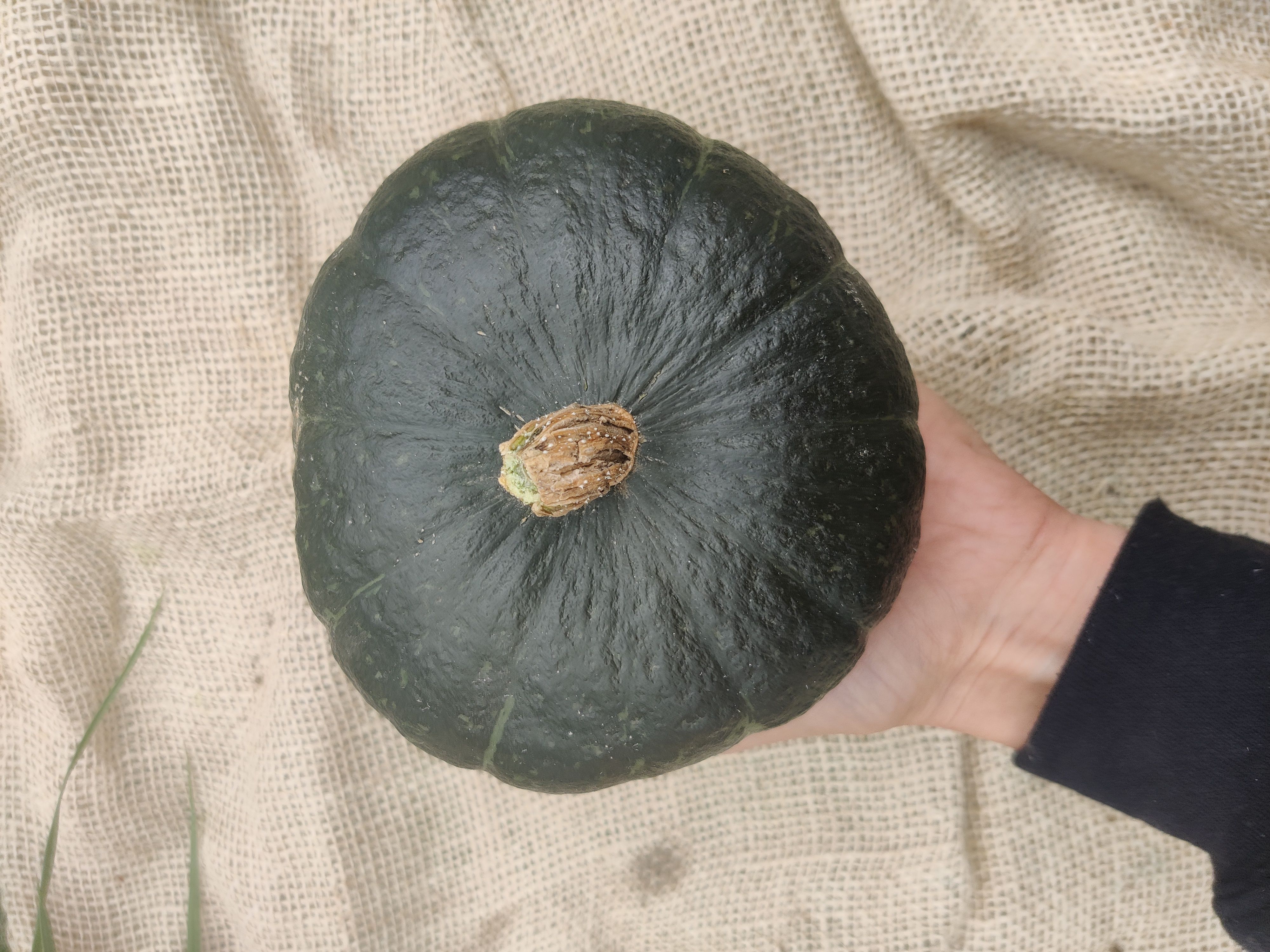 Squash 'Meteor'  (Forty Hall Farm)