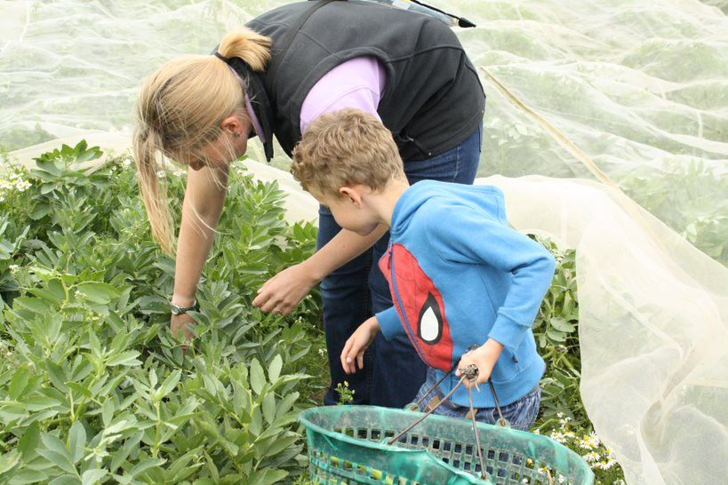 Image of Join a Veg box scheme
