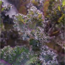 PYO Kale - Red Curly