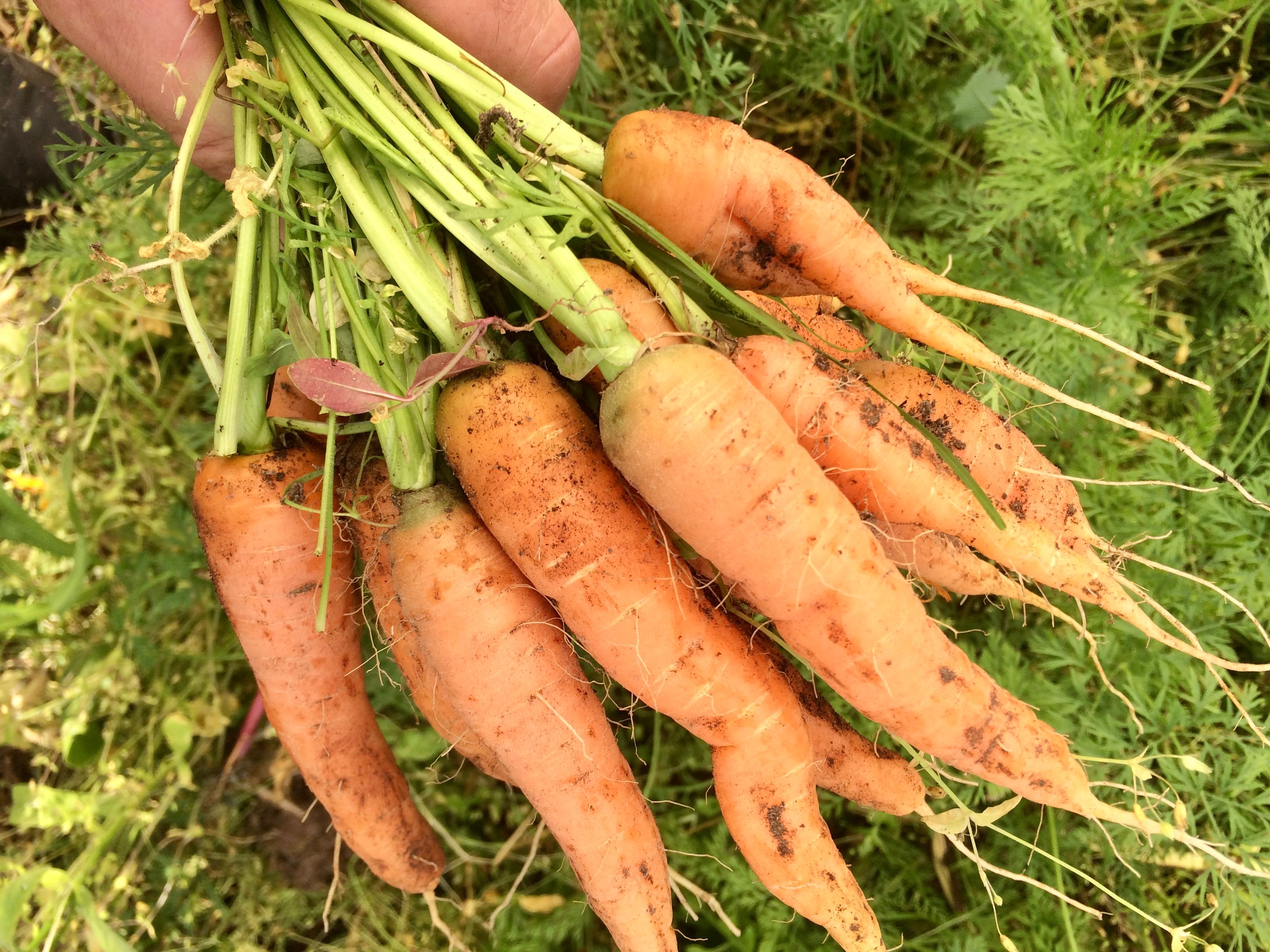 Carrots, Bunch