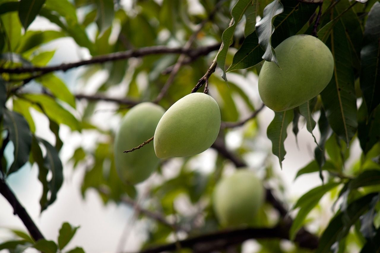 Image of Mango 