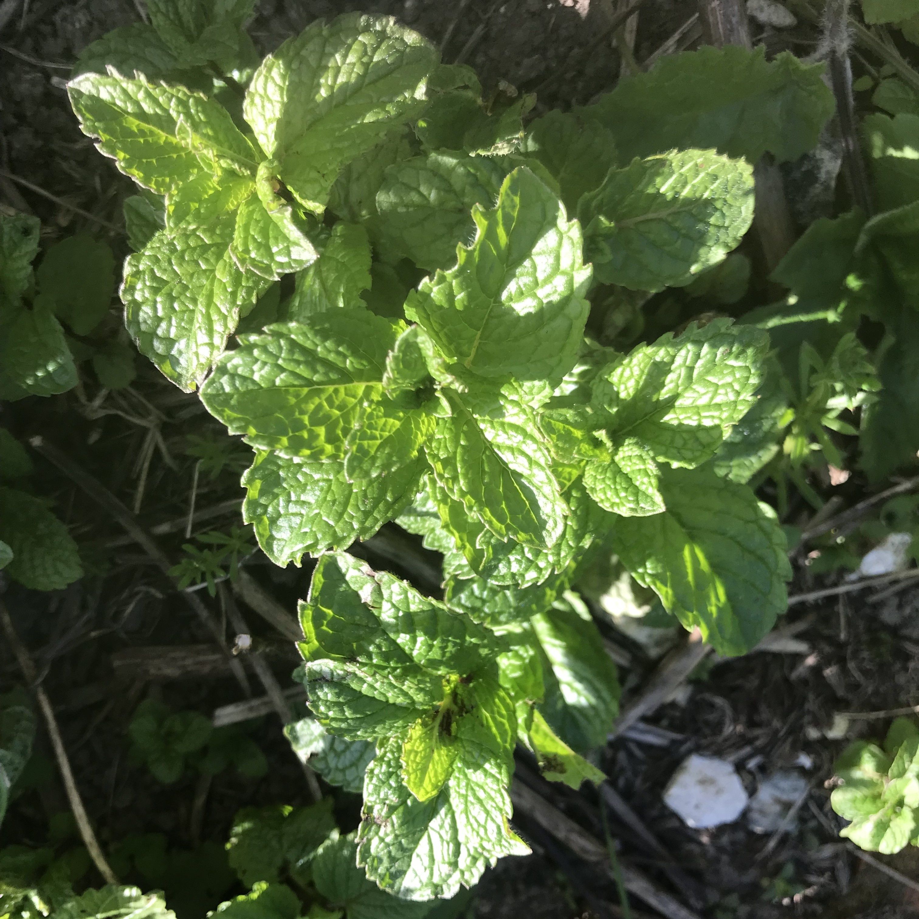 Image of Mint