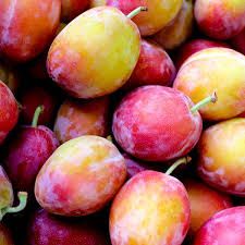 PYO Plums - Victoria