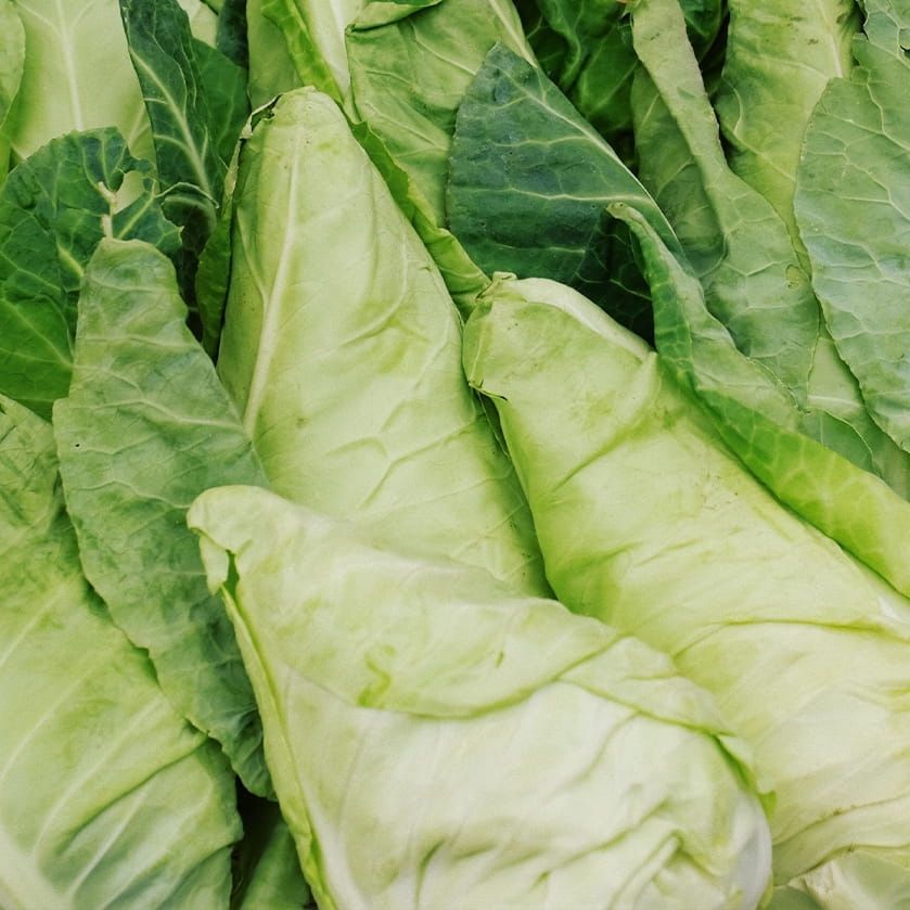 Cabbage, Pointed