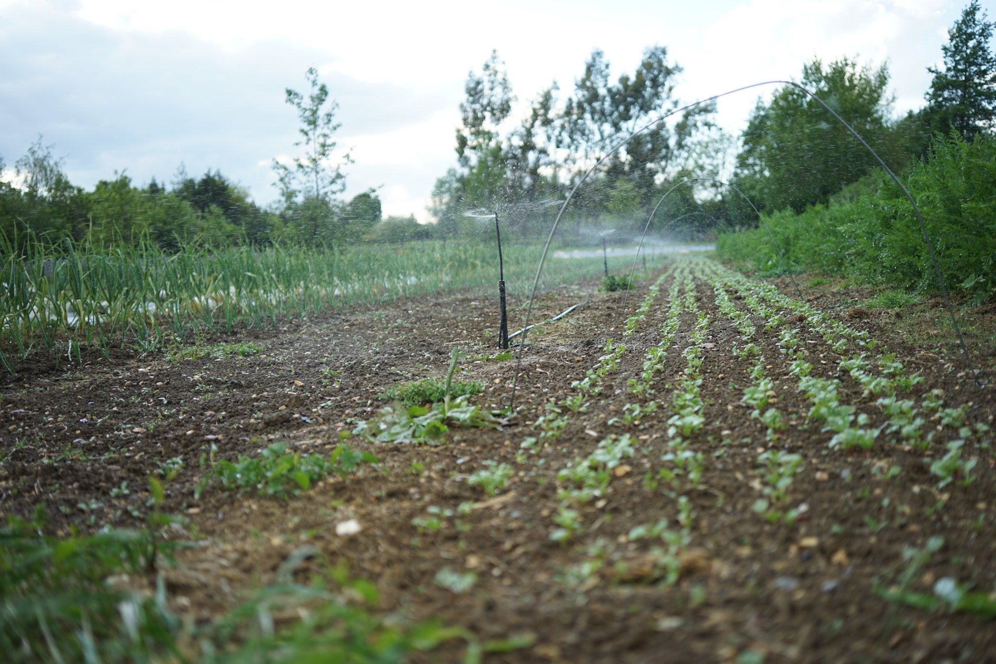 Image of 
We are closed for the foreseeable future Stort Valley Organics