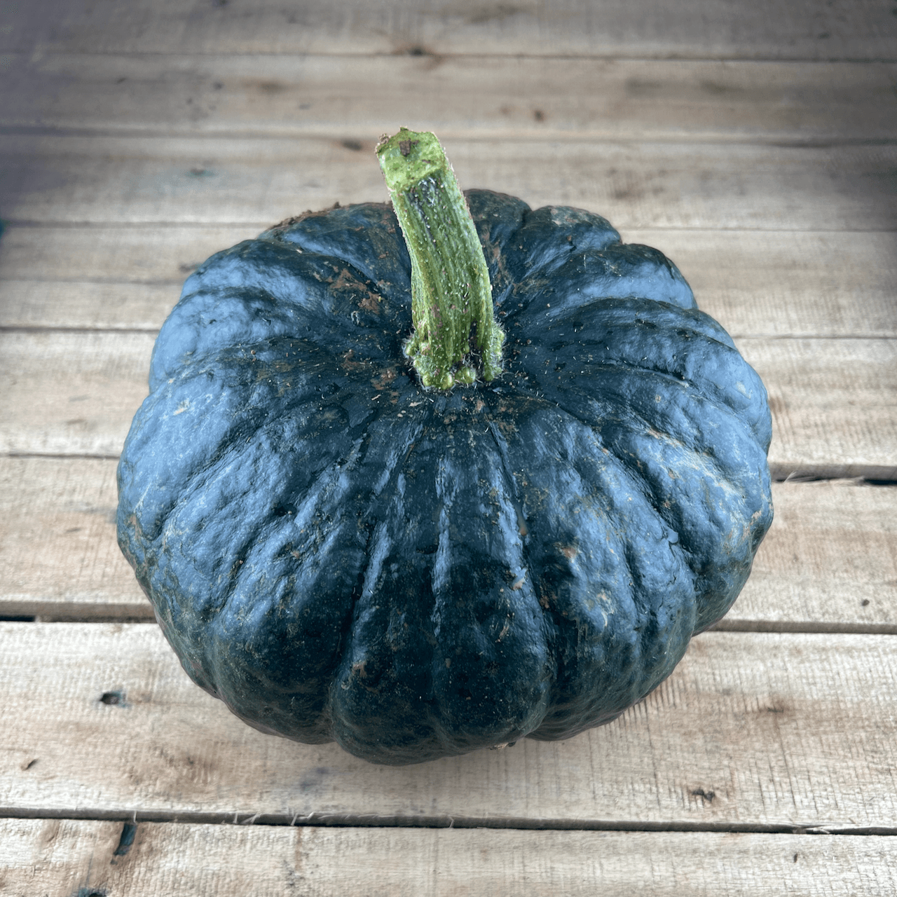 Iron Cap Squash