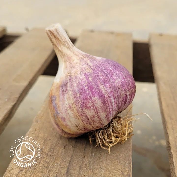 *New* British Grown Garlic (Large)
