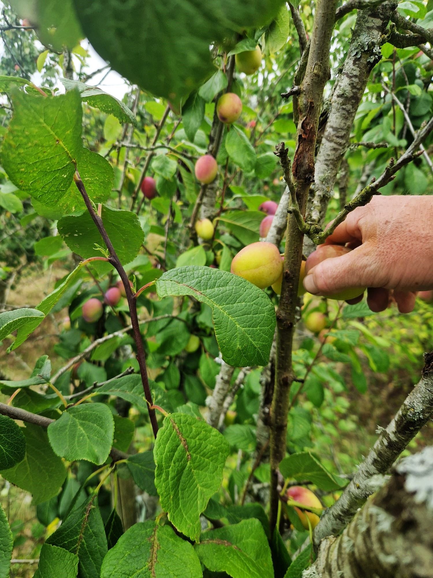 Image of Jubileum Plums