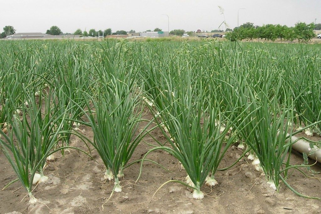 Image of Onions 'Pink' (500g)