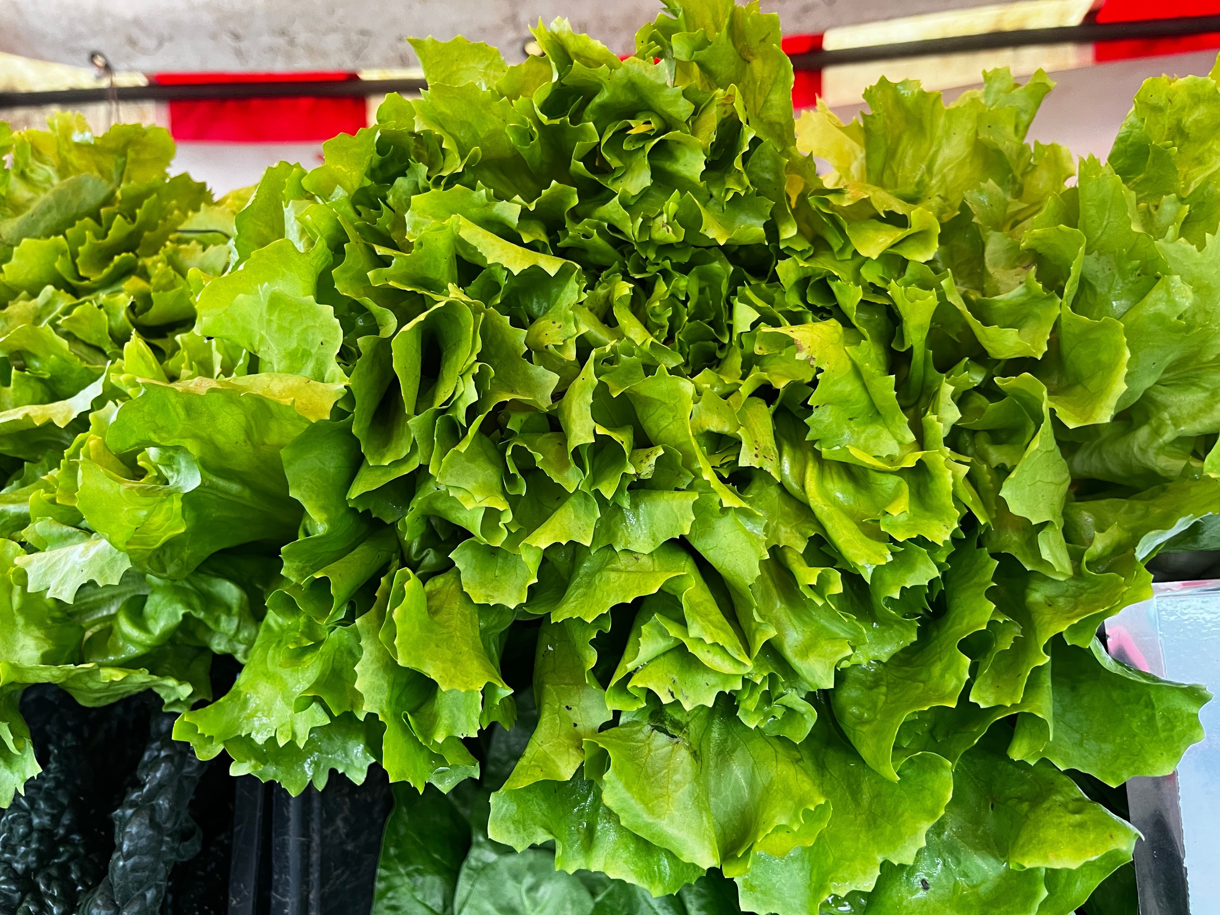 Image of Escarole (Forty Hall Farm)