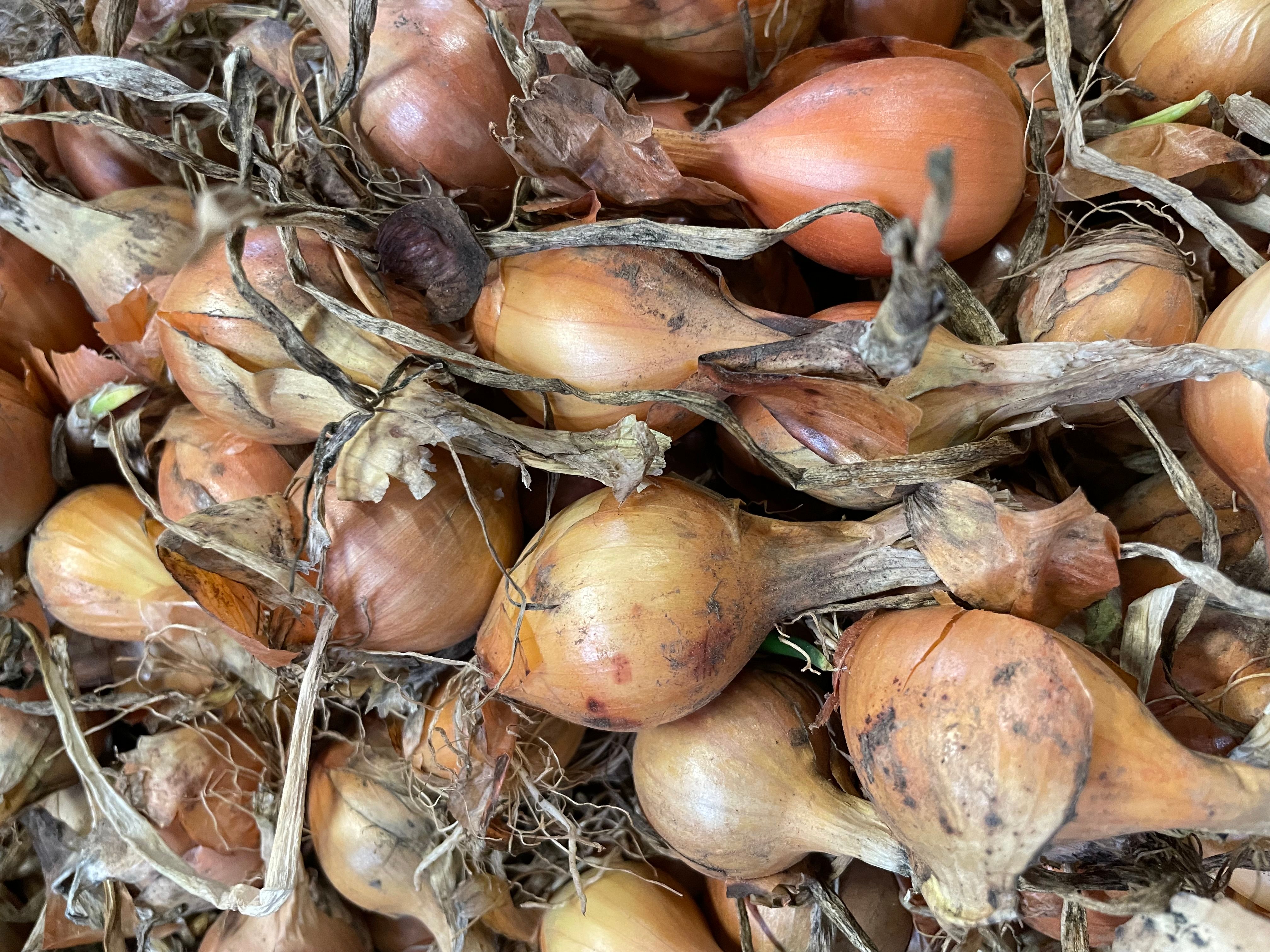 Image of Casserole onions