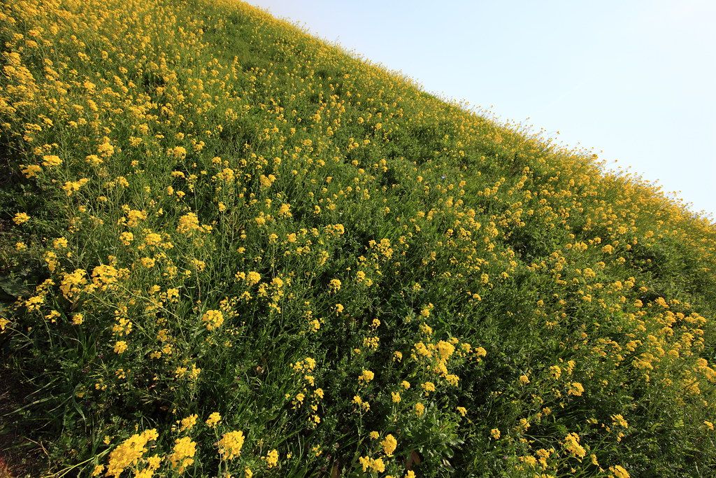 Image of Turnips 'Tokyo' (Bunched)