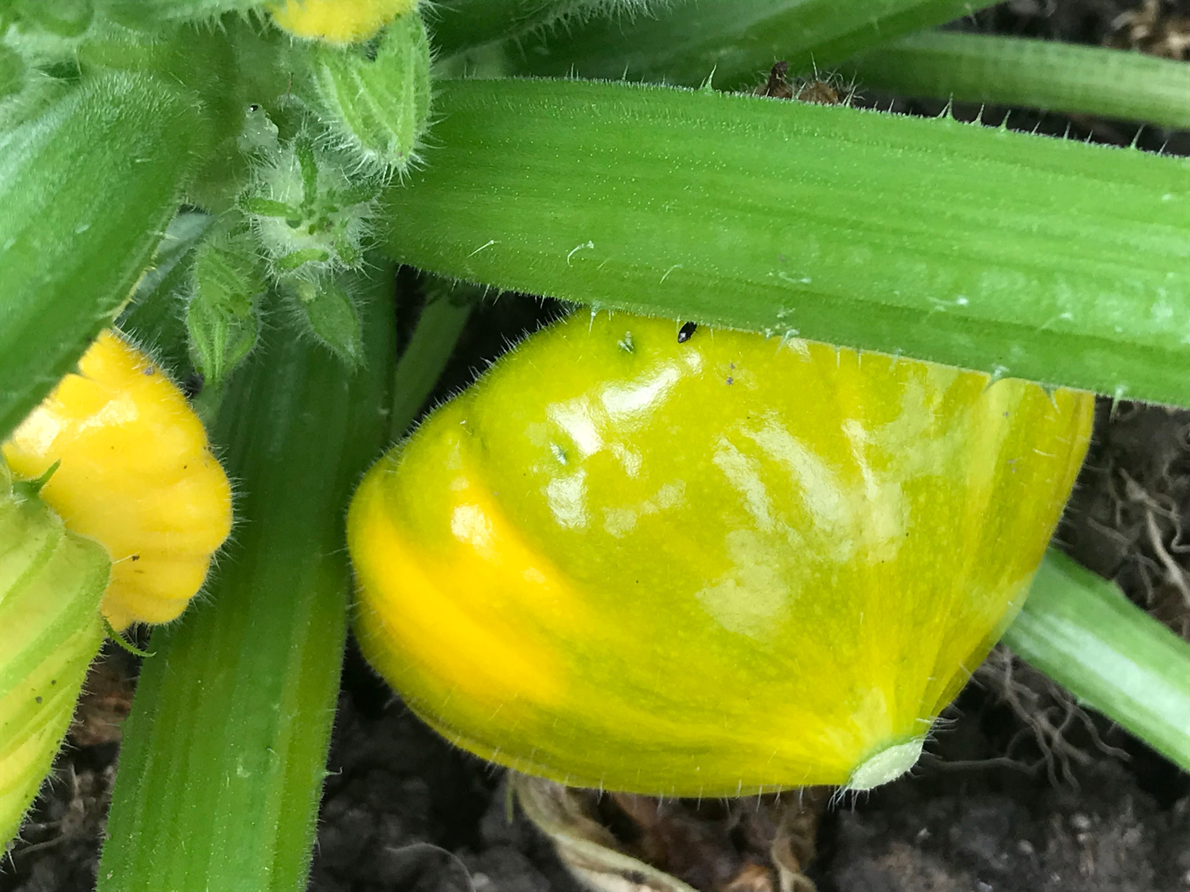 Squash Pattypan  - Greendisc - P4P
