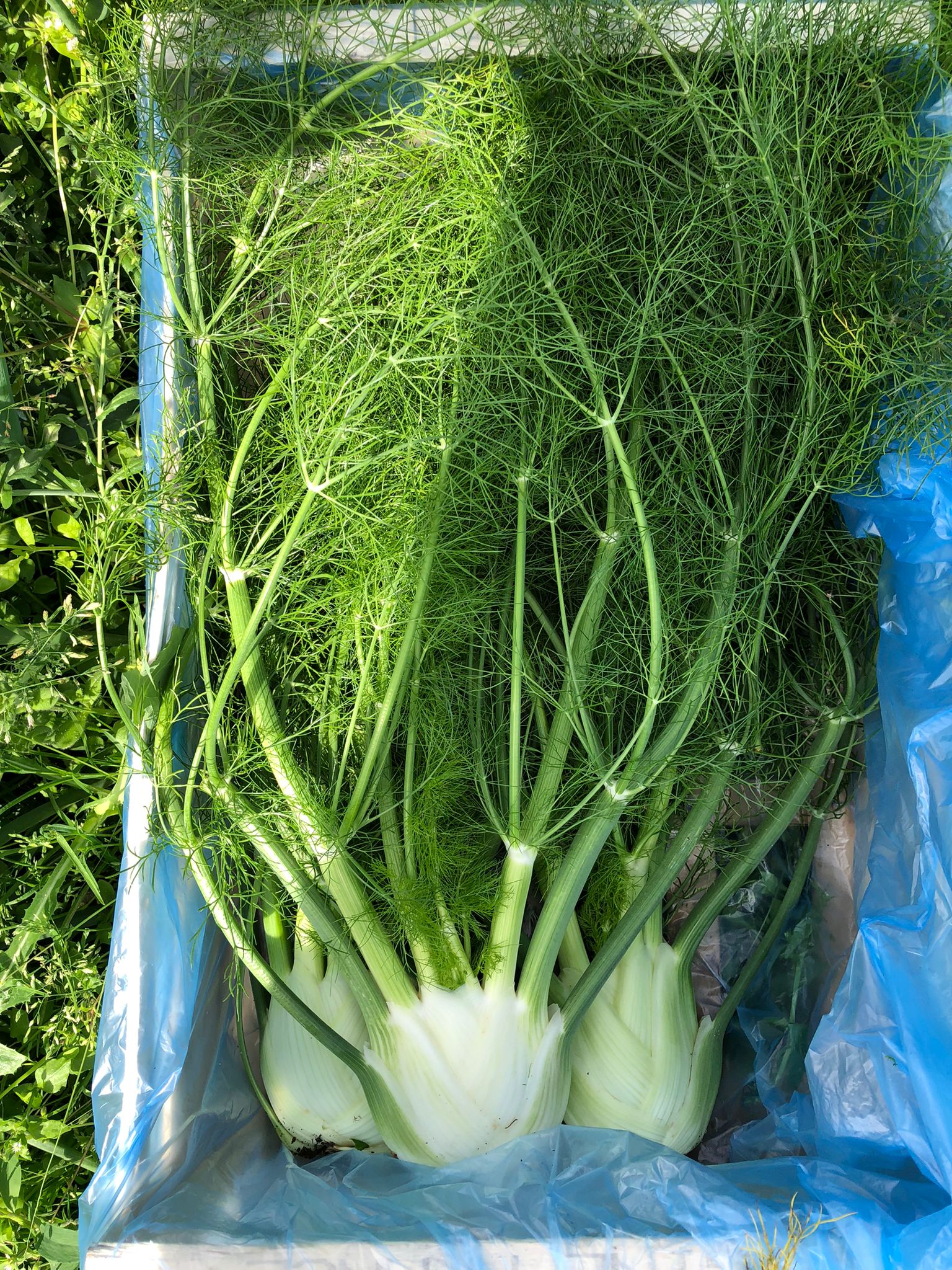 Image of Fennel 350g