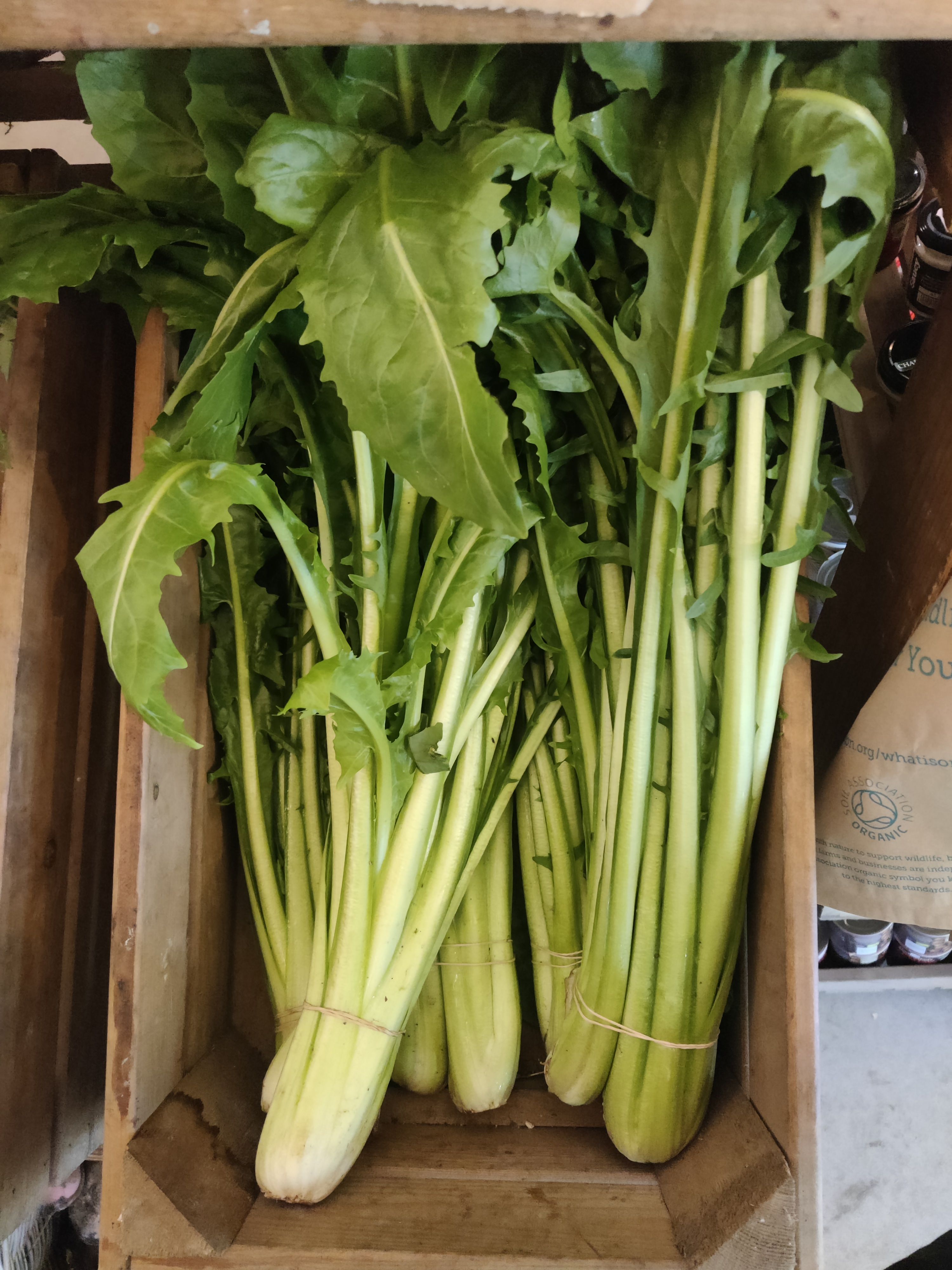 Image of Catalogna Chicory (Forty Hall Farm)