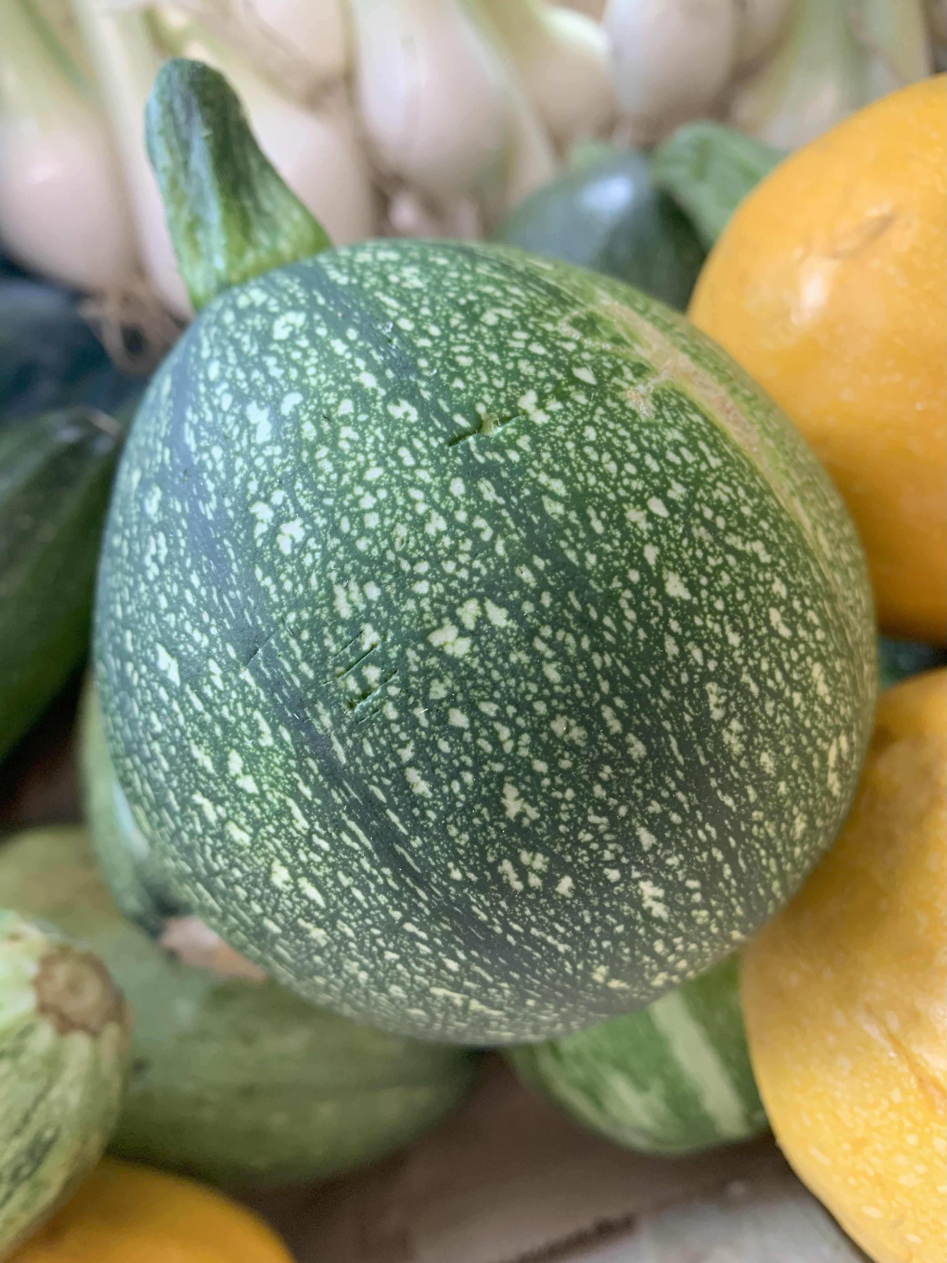 Round Courgettes
