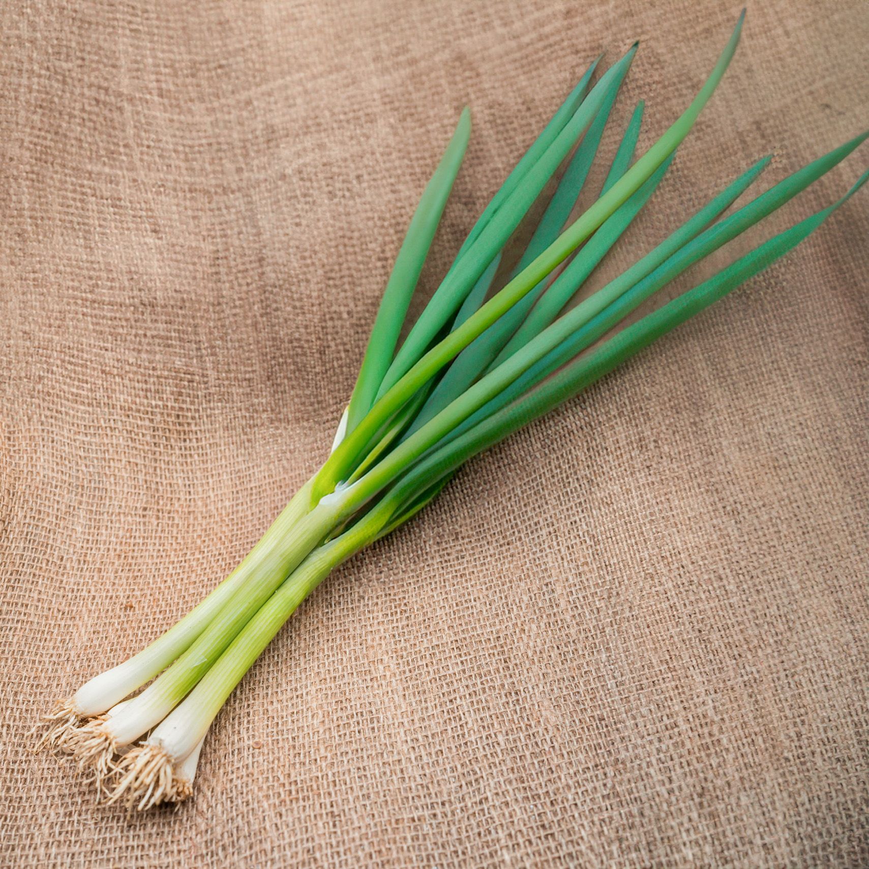 PYO Spring Onions