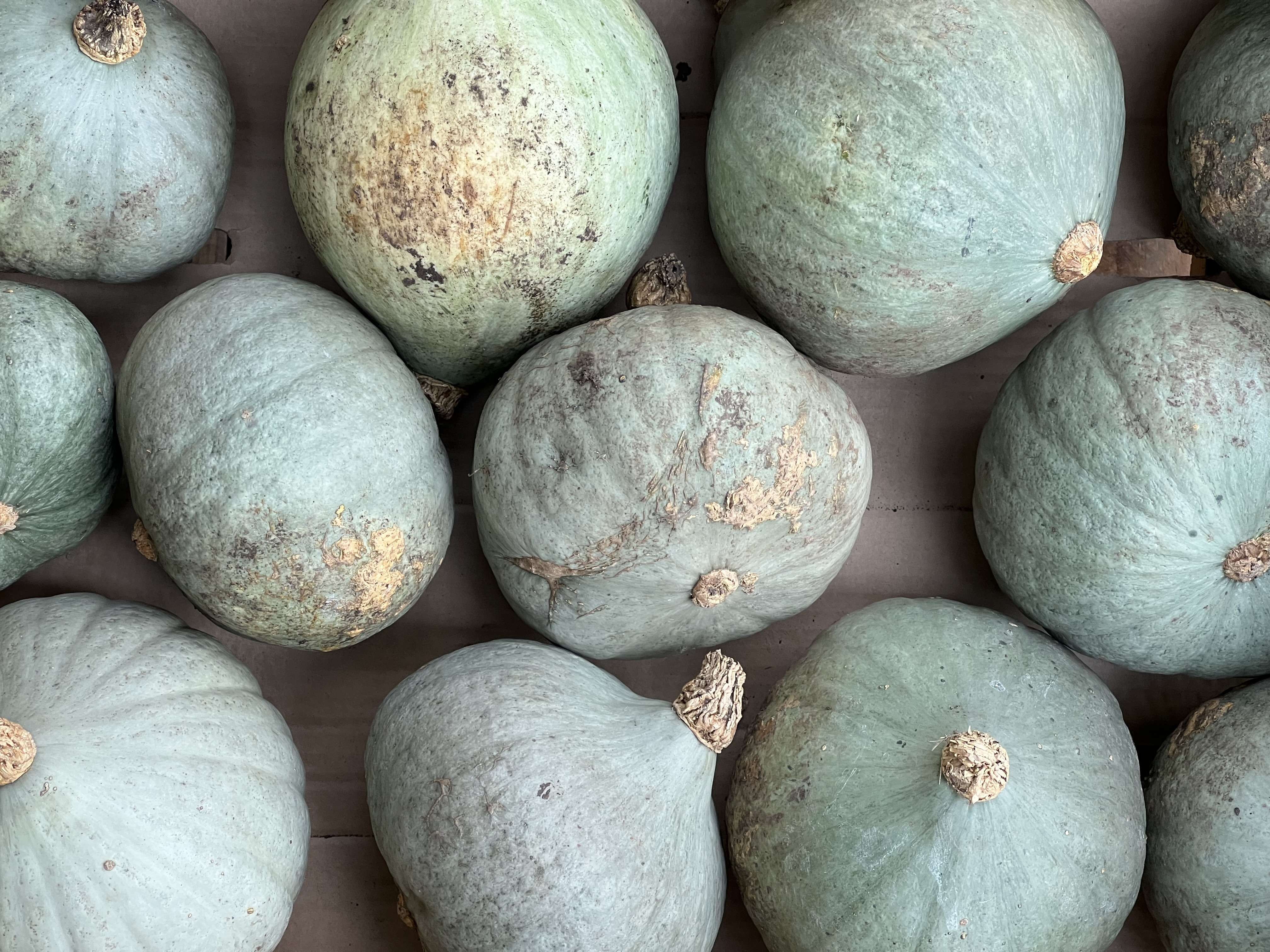 Image of Organic Blue Ballet Squash (Lincolnshire)