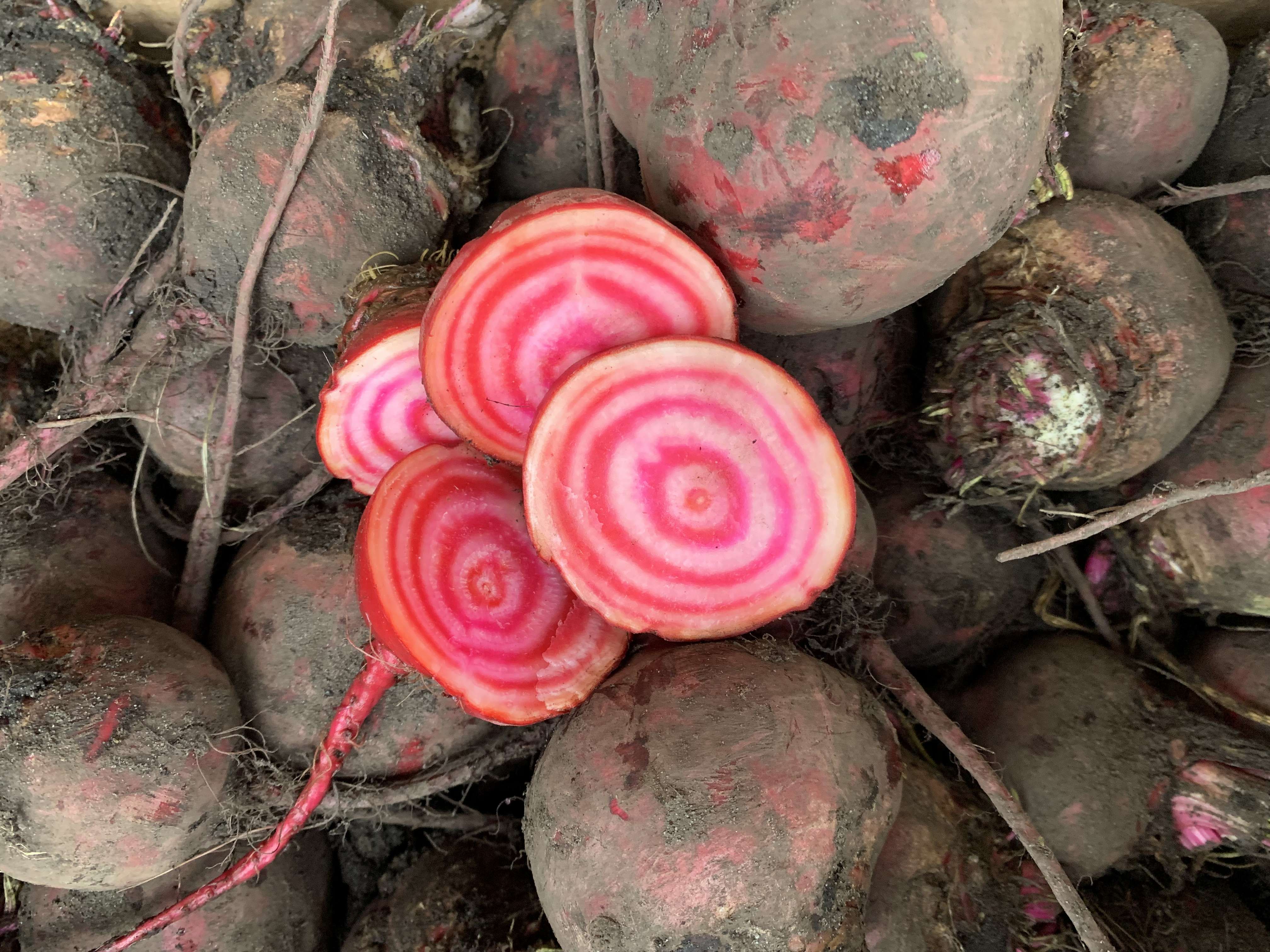 Image of Beetroot Chioggia