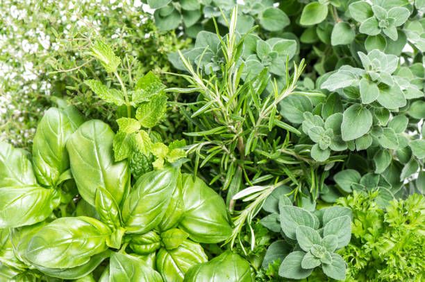 Image of Herbs - Seasonal Mixed