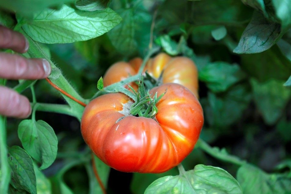 Image of Ottolenghi Warm Tomato Salad