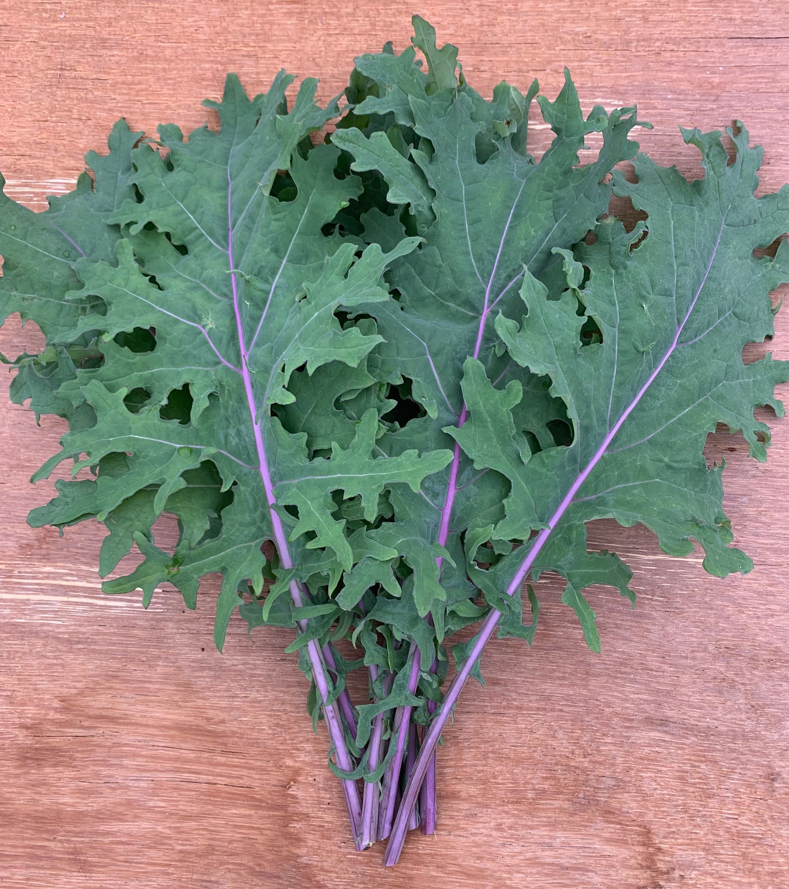 Red Russian Kale
