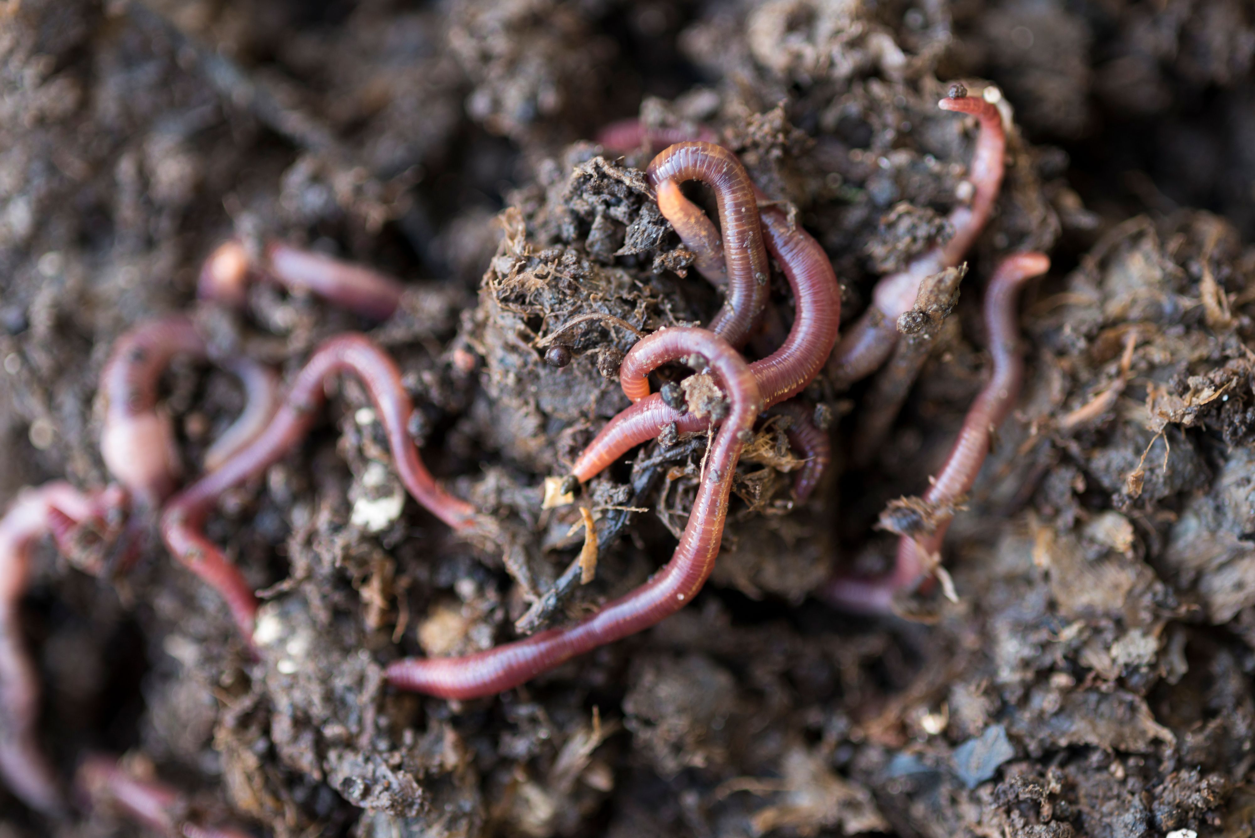 Image of Land cultivation