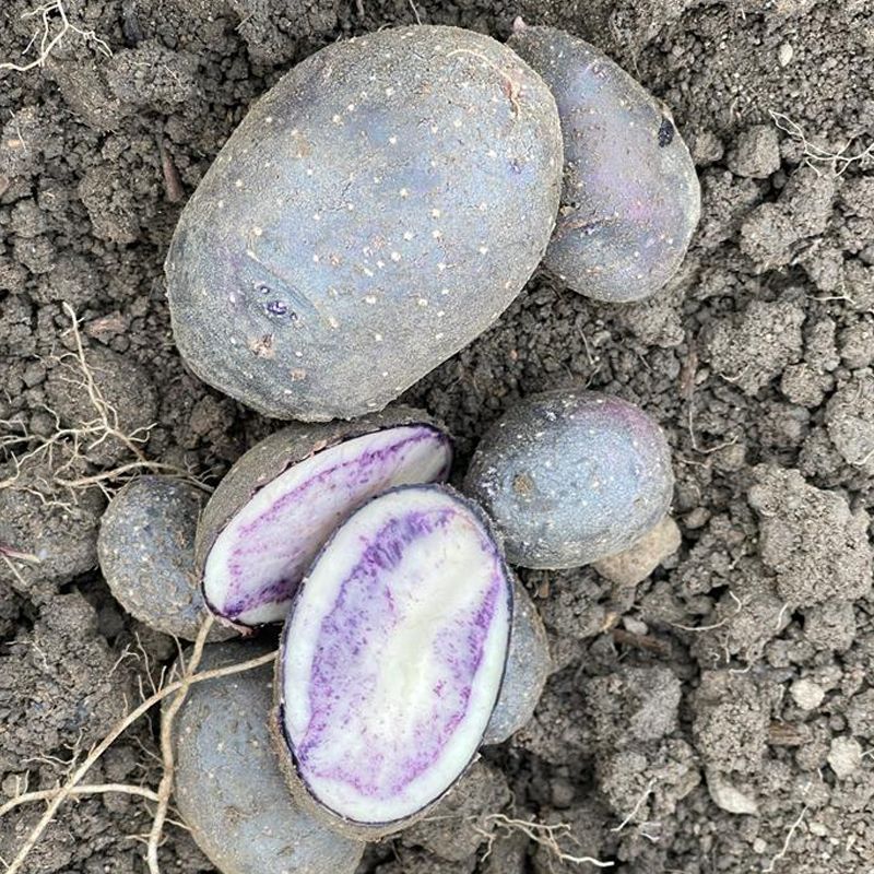 Image of 
Buston Farms Shetland Black Potato grown in Northumberland: 5kg (Pre-order Product)