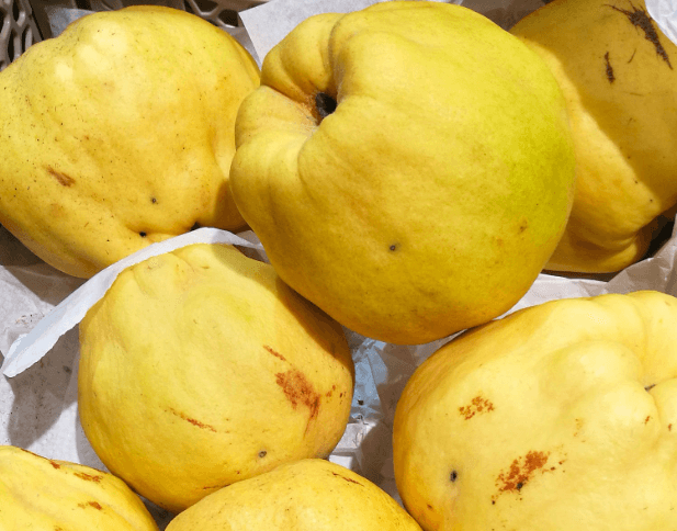 Image of Quince