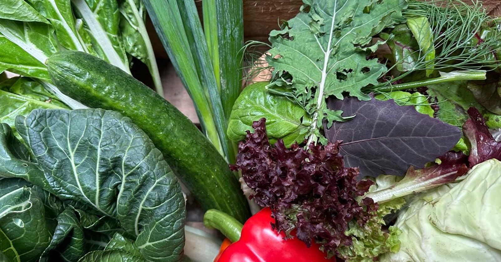 Image of Organic Veg Box - Salads & Greens