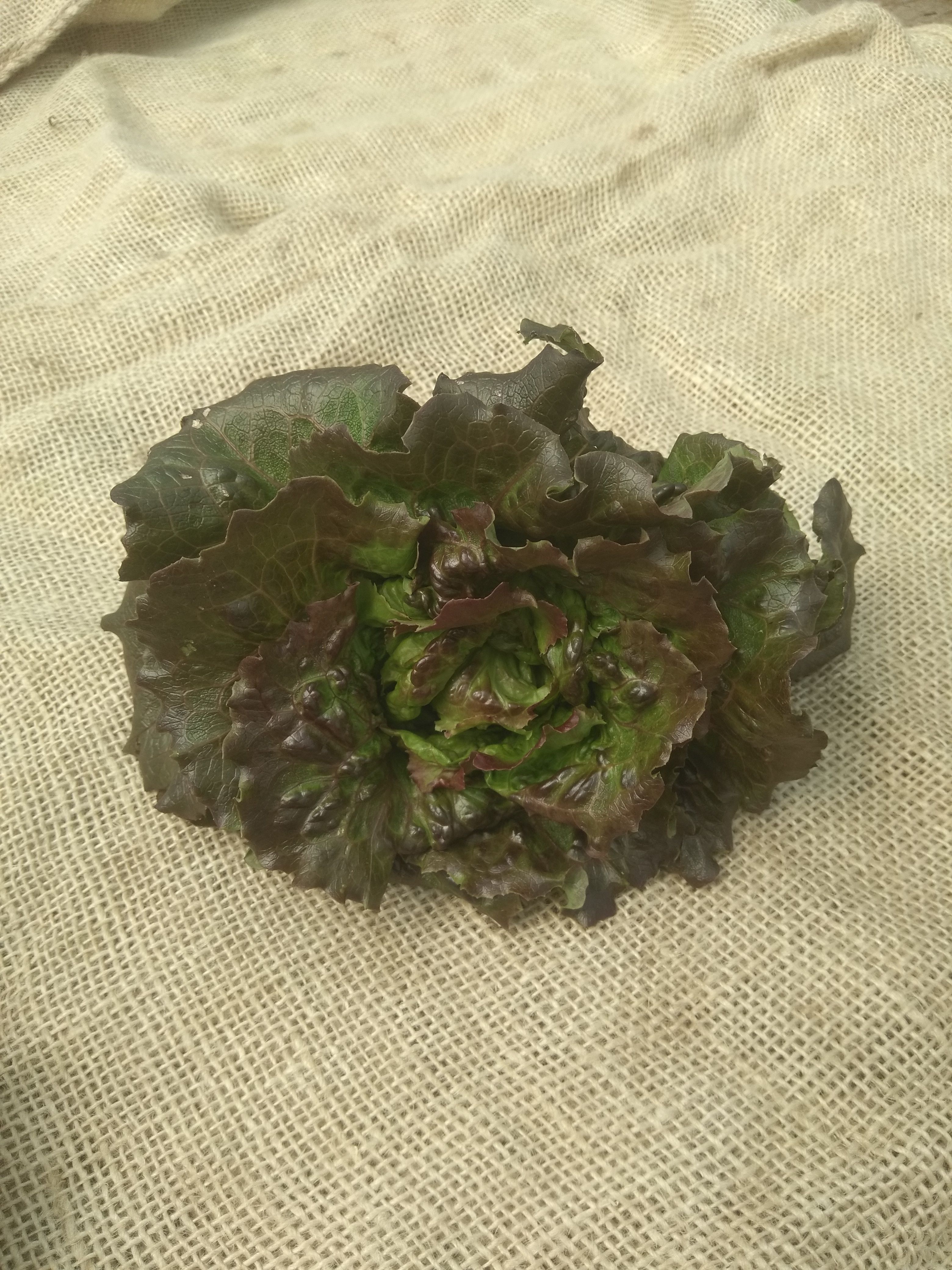 Lettuce (Forty Hall Farm)