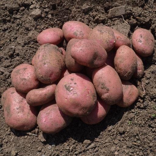 Potatoes - Java P4P