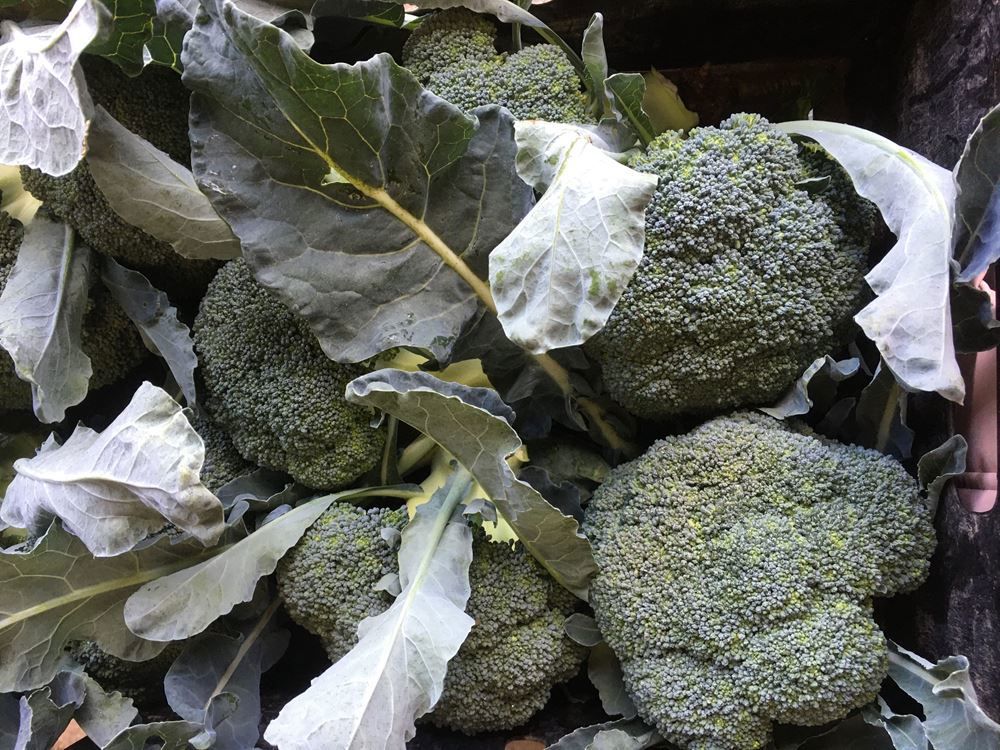 Image of Broccoli