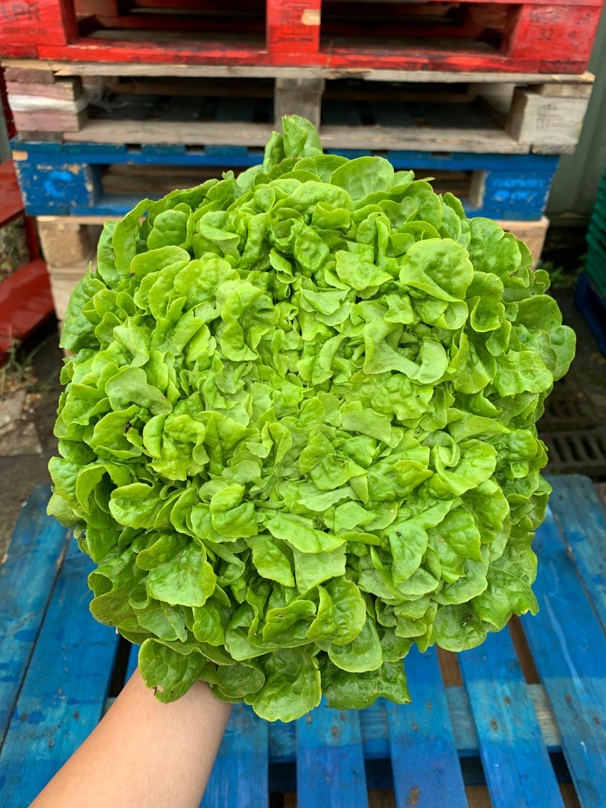 Lettuce