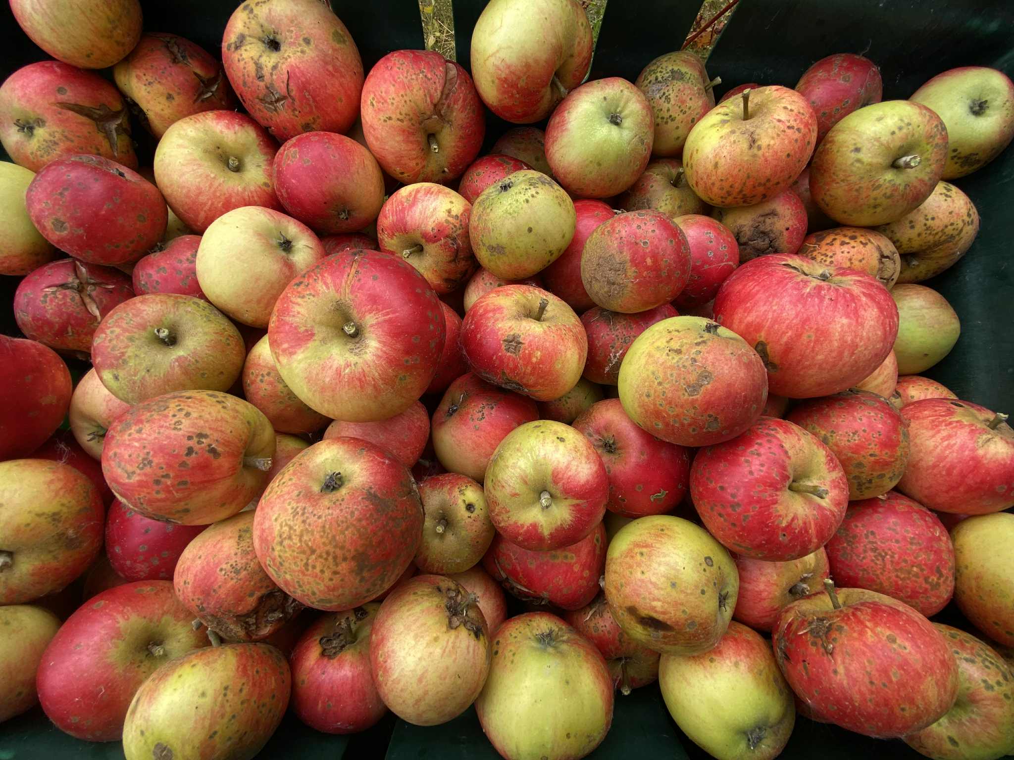 Apples - juicing quality 1kg