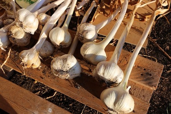 Image of Garlic - Elephant P4P