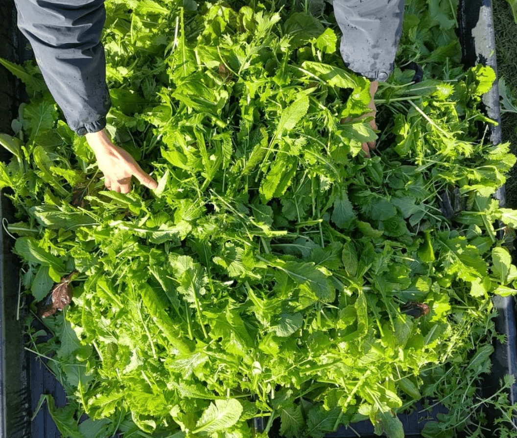 Image of Salad Bag