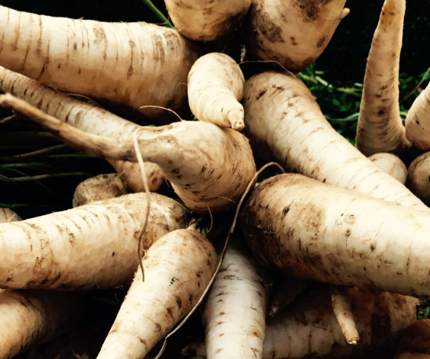 Parsley Root