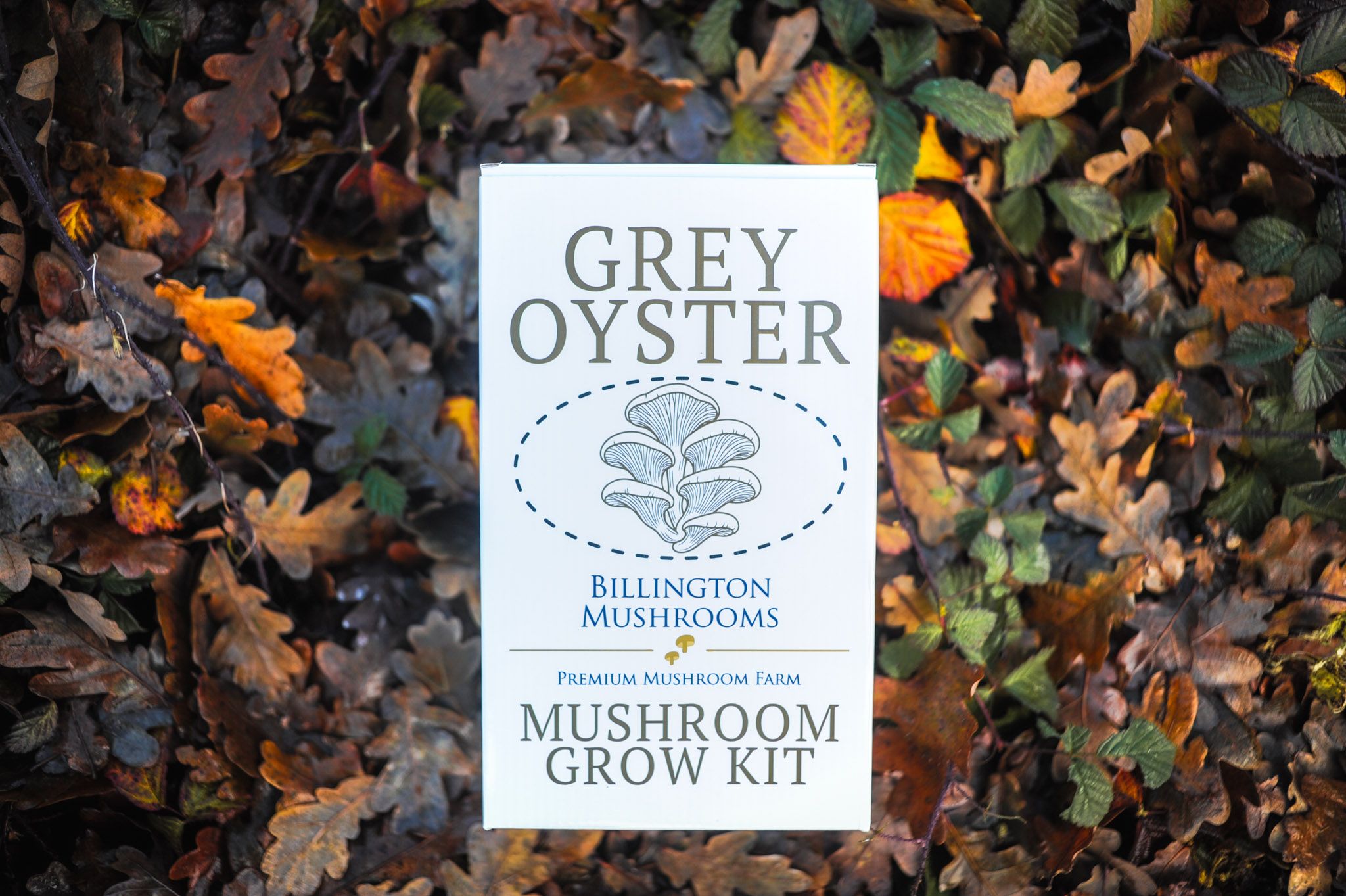 Image of Mushroom Grow Kit Grey Oyster
