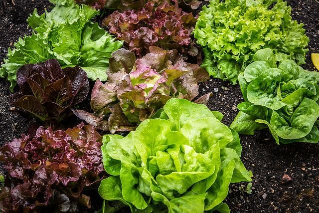 Image of Red Lettuce, Head