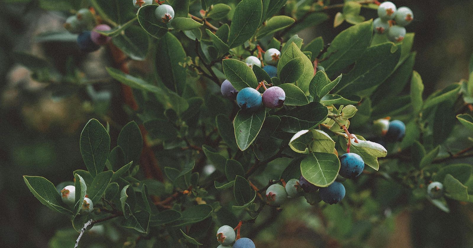 Image of Blueberries (125g)