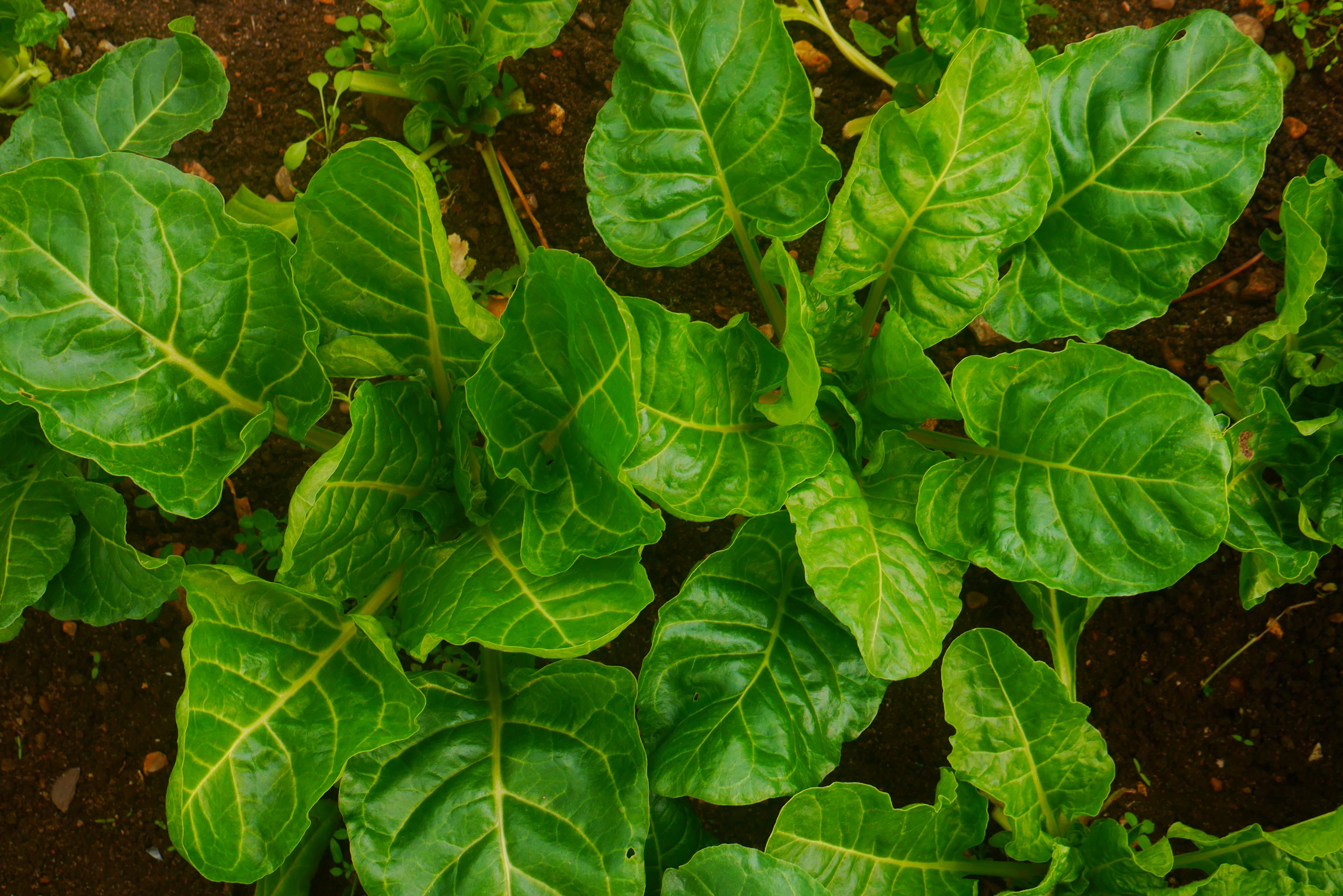 Spinach (Perpetual)