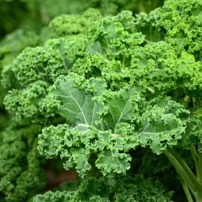 Image of Kale - Green Curly