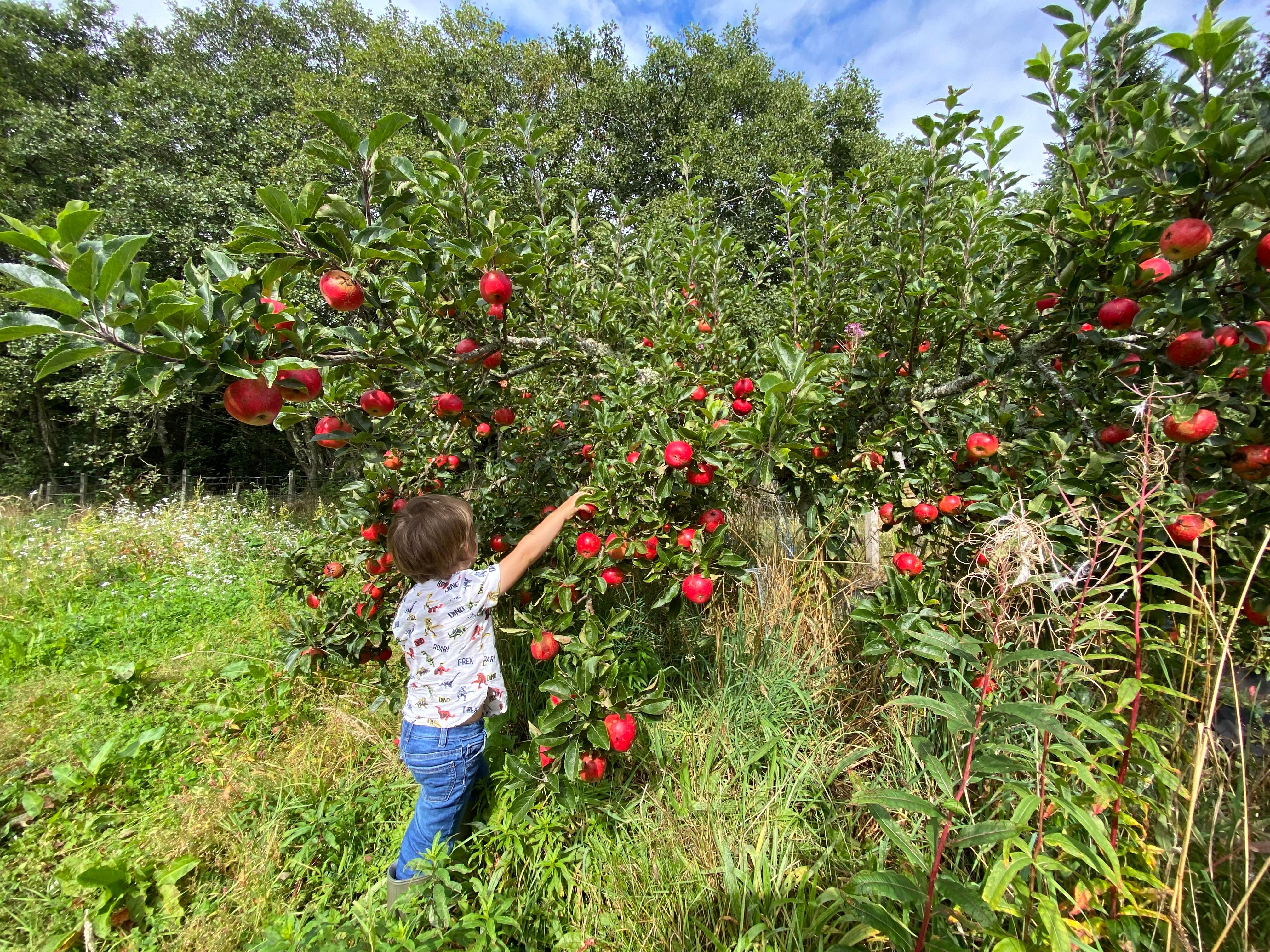 Image of Apples - juicing quality 1kg