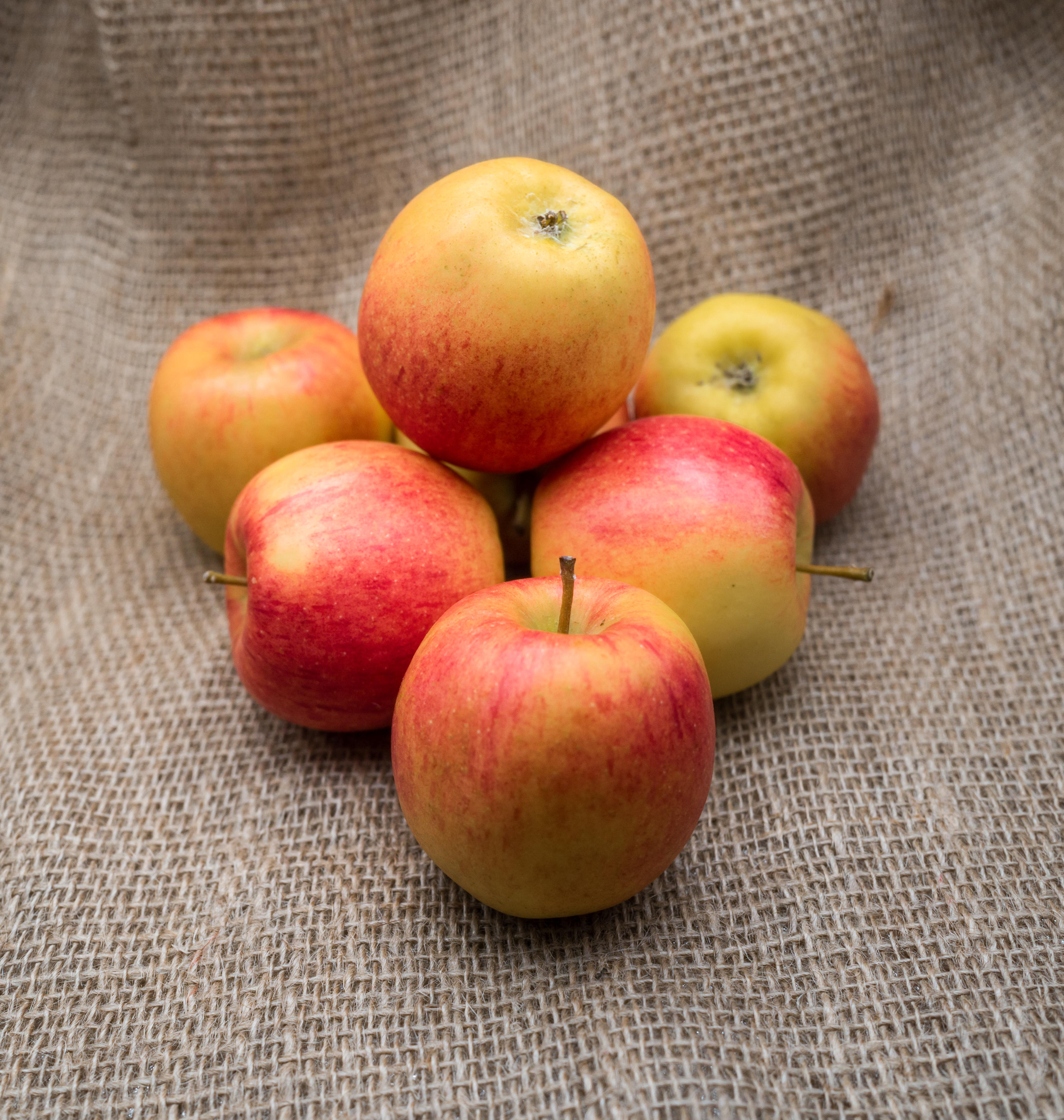 PYO Braeburn Apples