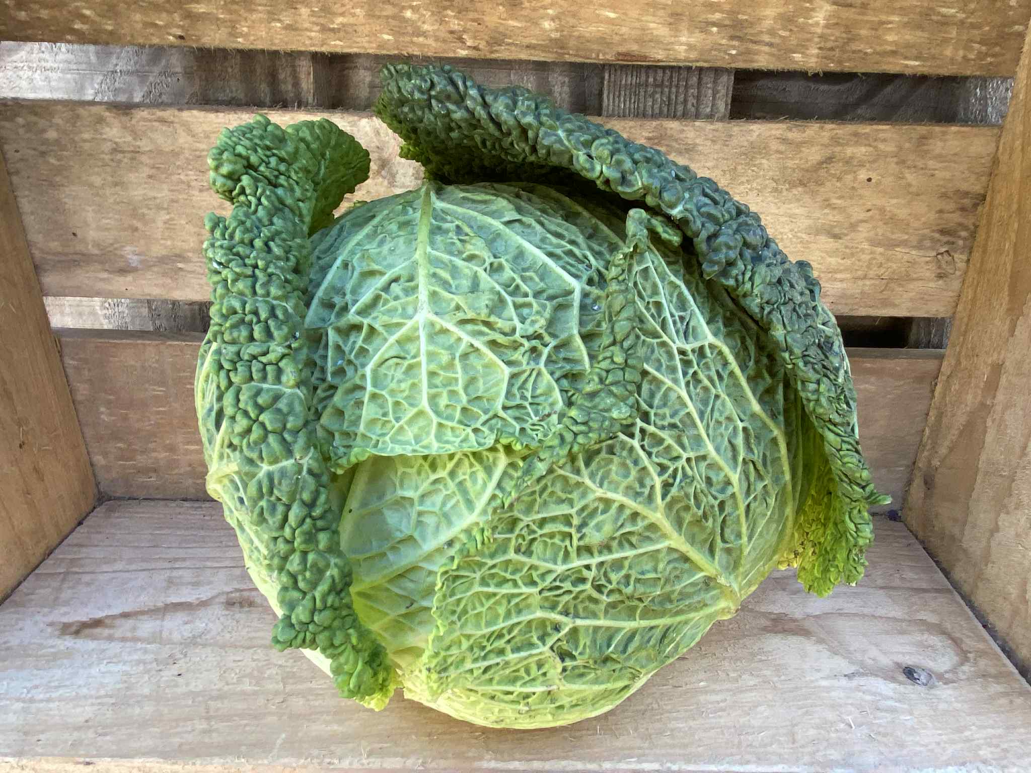 Cabbage - Savoy