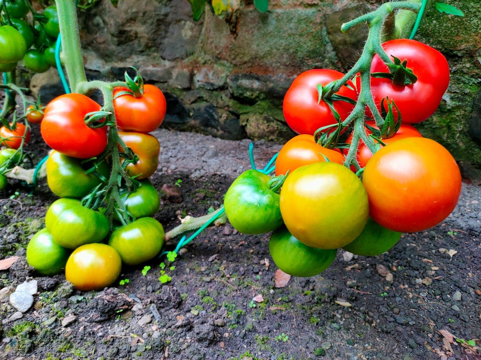 Image of Tomatoes - Local. 400g