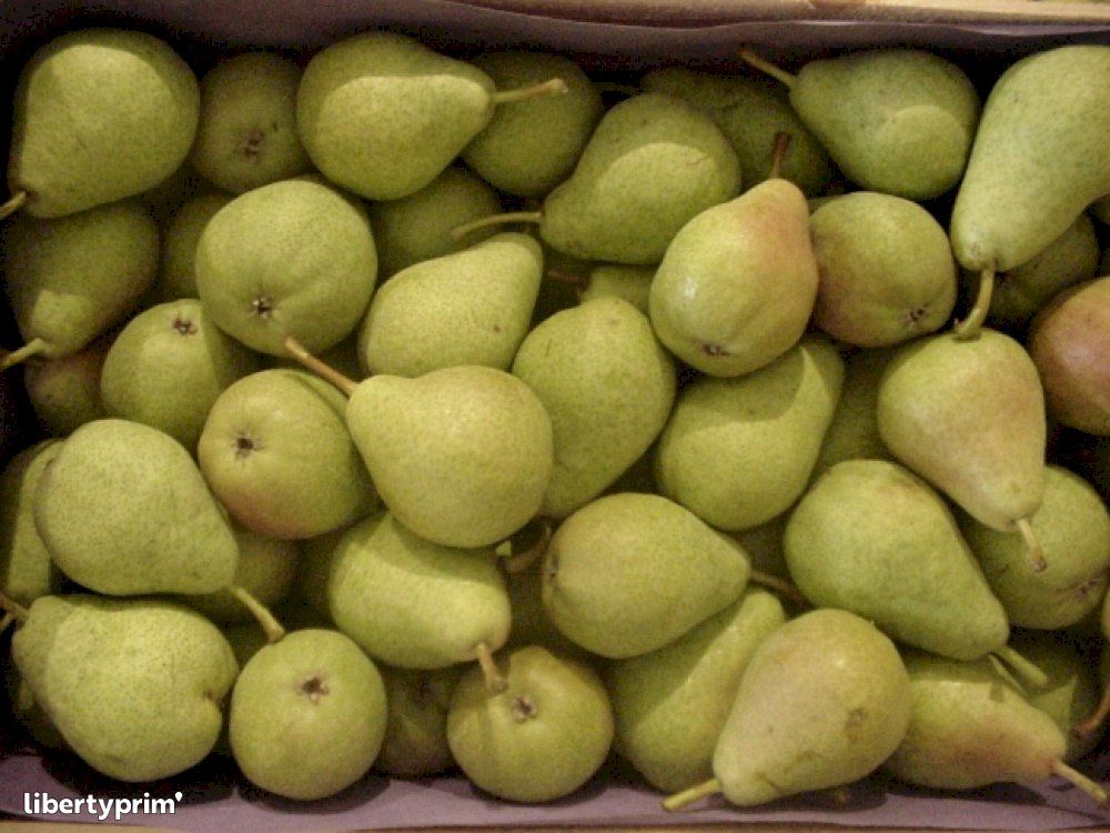 Image of Pears - Guyot