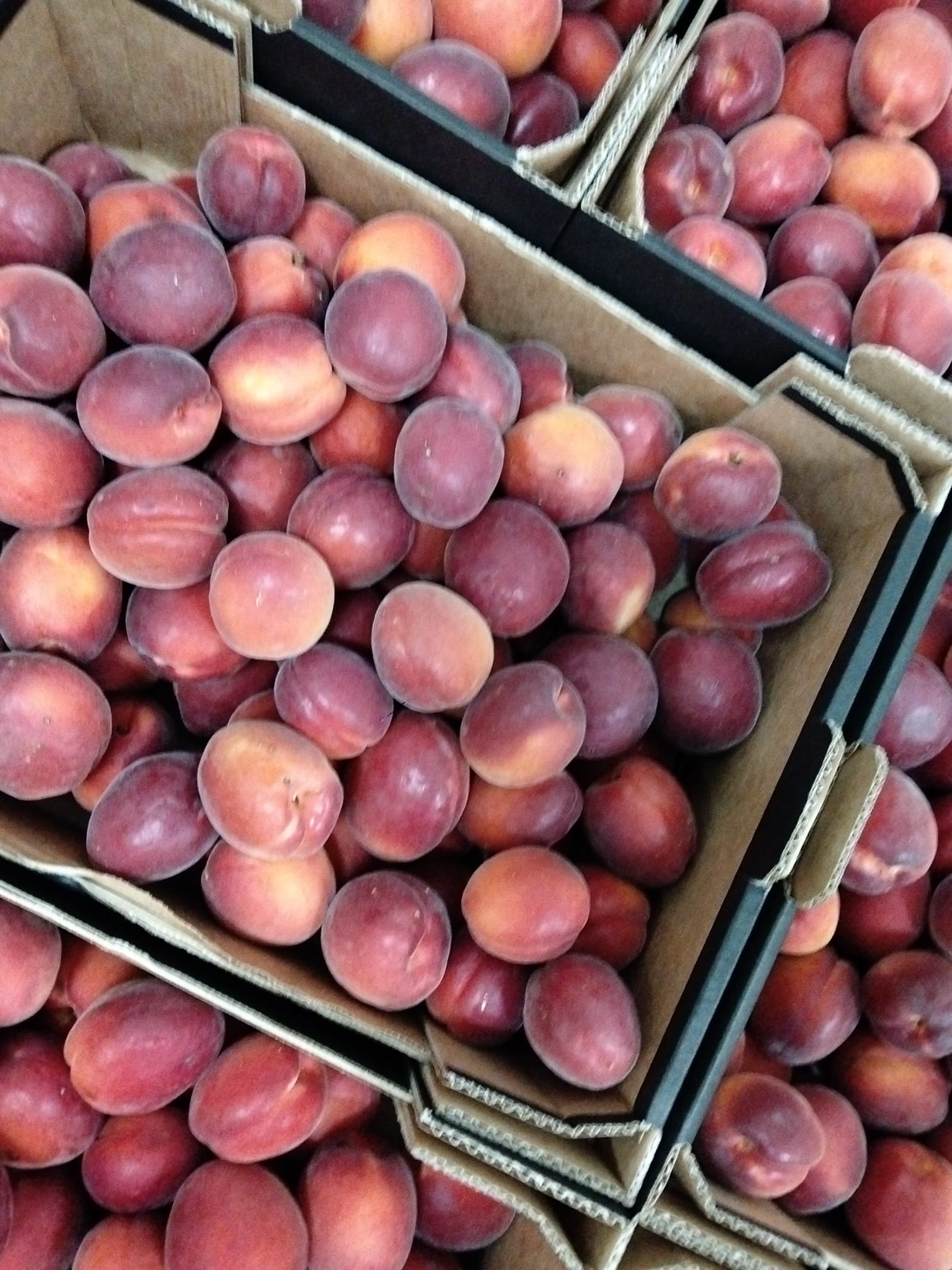 PYO Rouge Cot Apricots