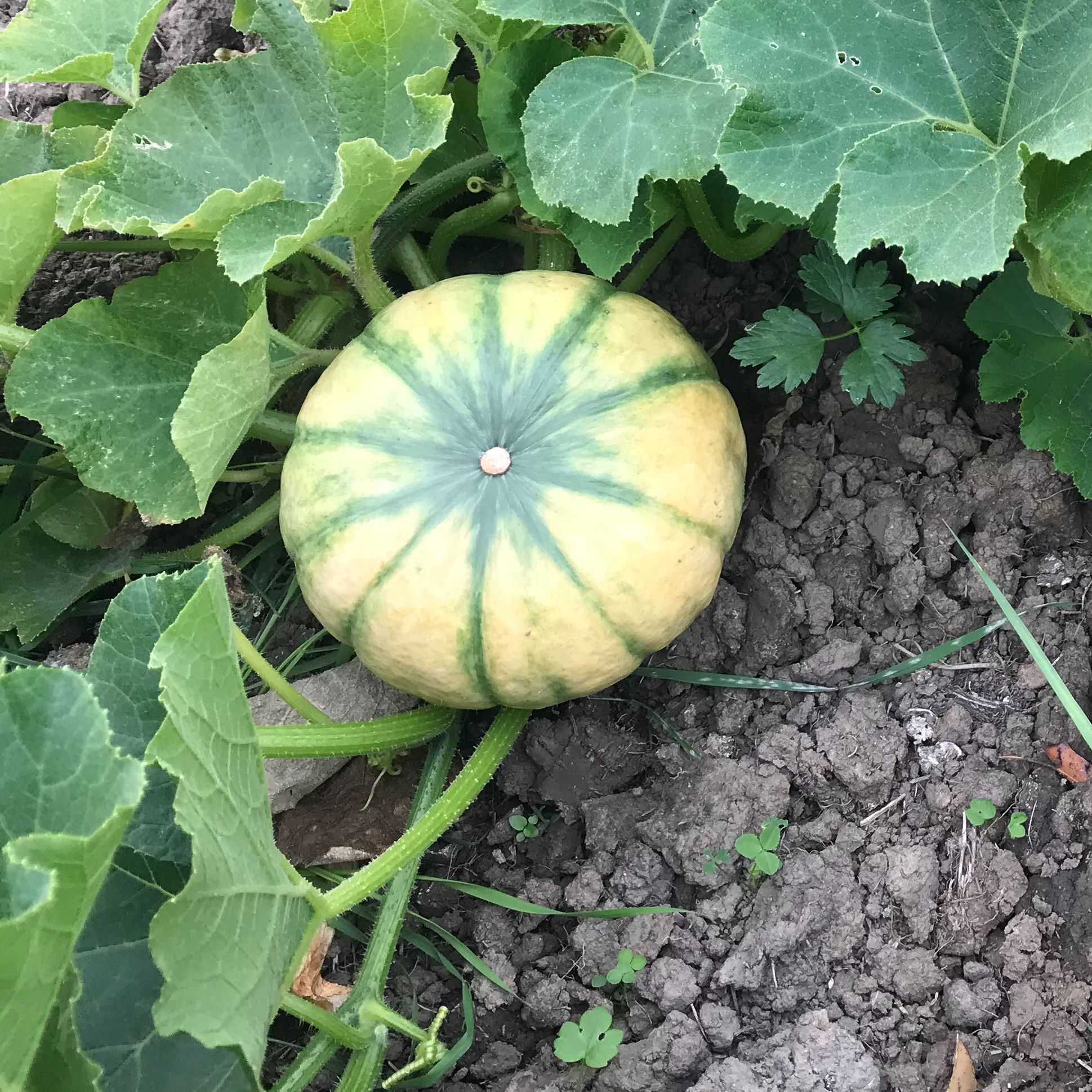 Squash - Kabocha  - Rosie - P4P